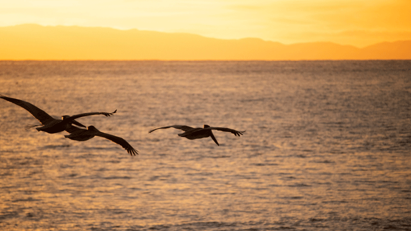 Sea Creatures and Birds