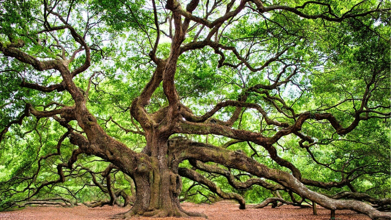 Lessons from the Tree of Life for Christian Living