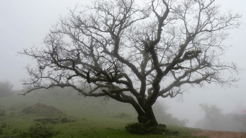 Tree of Life