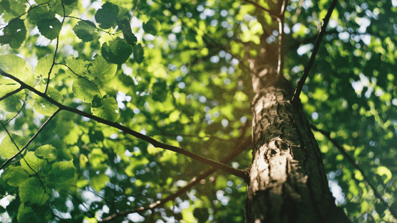 The Tree of Life in Other Religious