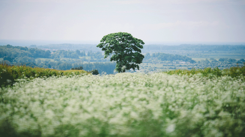 The Tree of Life in the Garden of Eden