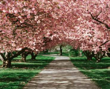 What Is the Tree of Life in the Bible?