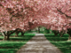What Is the Tree of Life in the Bible?