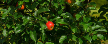 درخت شناخت نیک و بد: داستانی درباره آزادی، انتخاب و پیامد گناه