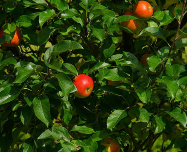 درخت شناخت نیک و بد: داستانی درباره آزادی، انتخاب و پیامد گناه