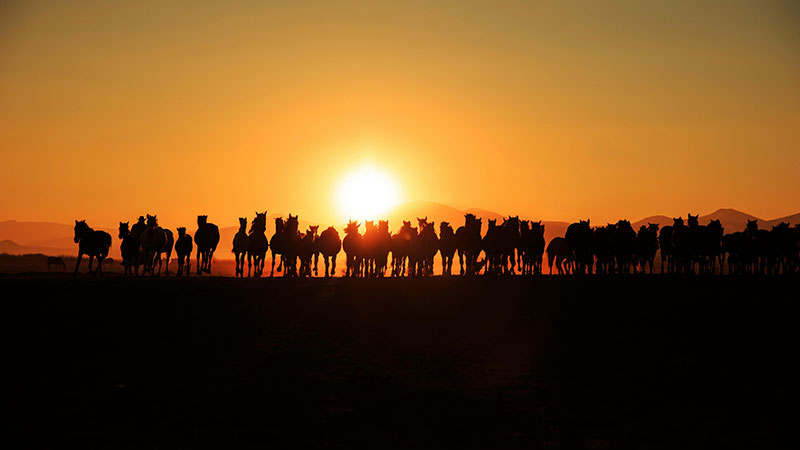 زندگی یعقوب